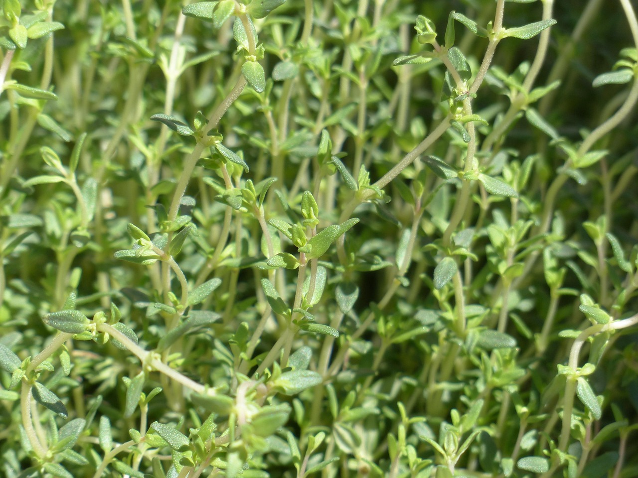 entdecken sie die vielseitige verwendung von thymian in der küche und seinen gesundheitlichen vorteilen. erfahren sie, wie sie diese aromatische kräuterpflanze optimal nutzen können.