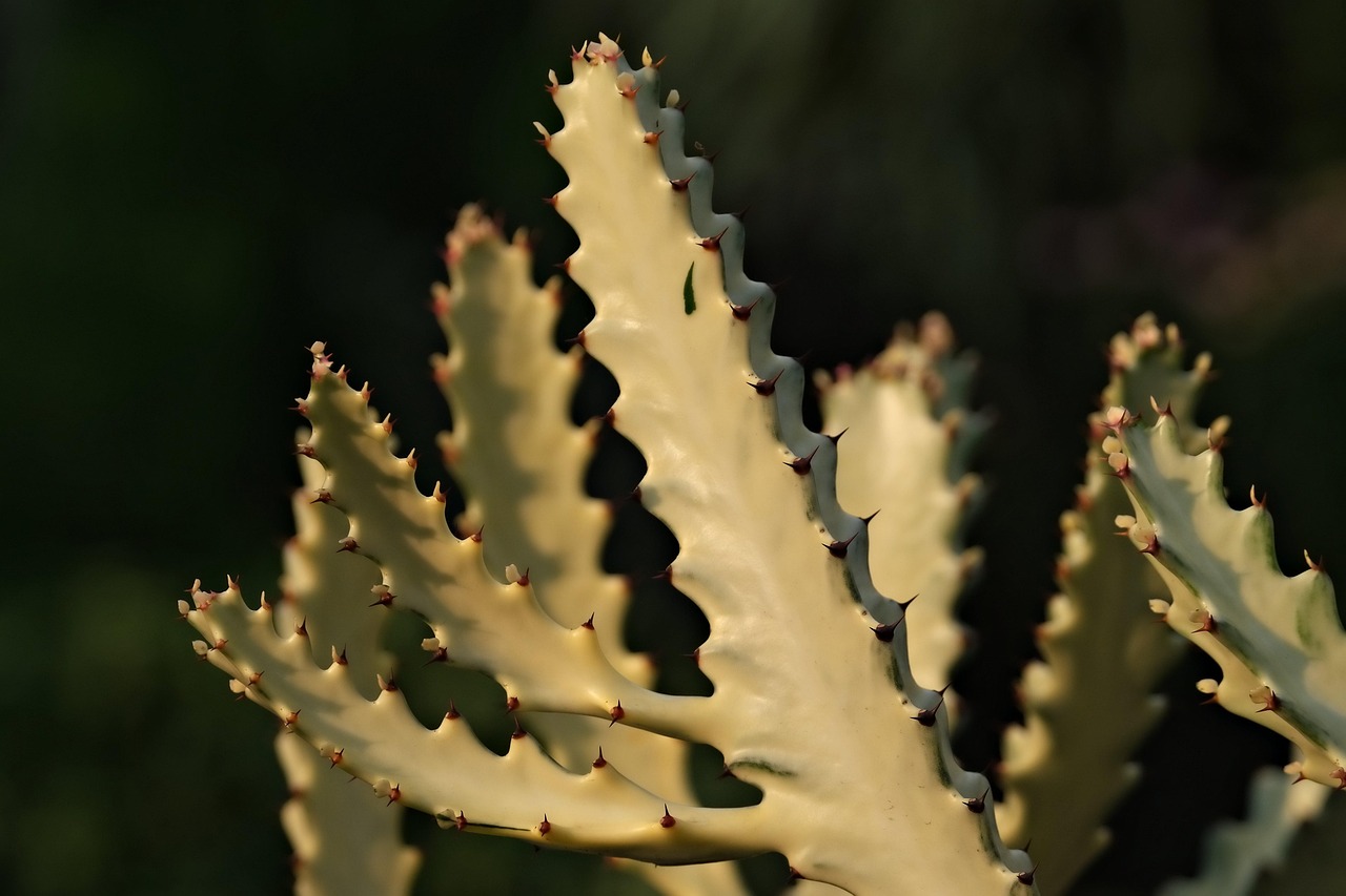 entdecken sie die faszinierende welt der pflanzen! unsere auswahl bietet alles von zimmerpflanzen bis hin zu gartengewächsen, die ihren raum lebendig machen. erfahren sie, wie sie ihre pflanzen pflegen und genießen sie die vorteile eines grünen lebensstils.