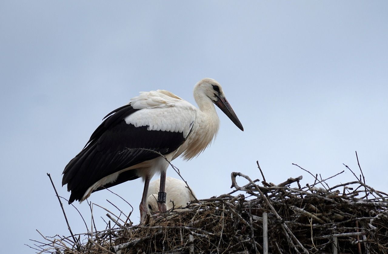 störche sind faszinierende vögel, die für ihre beeindruckende flugfähigkeit und ihre spektakulären nester bekannt sind. entdecken sie ihre lebensgewohnheiten, fortpflanzung und die bedeutung dieser eleganten tiere in der kultur.