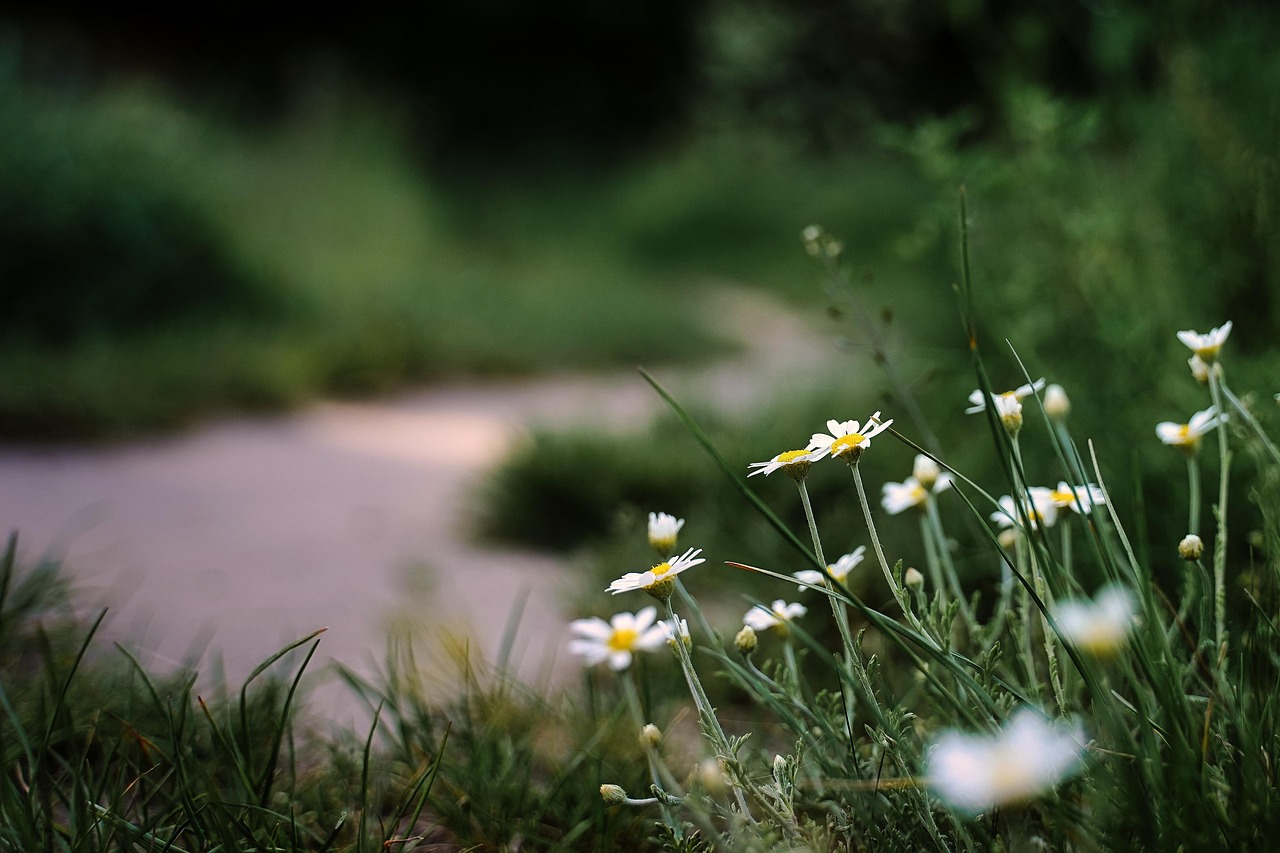 entdecken sie unseren naturpfad und erleben sie die schönheit der natur hautnah. perfekt für wanderungen, tierbeobachtungen und entspannte spaziergänge in unberührter umgebung.