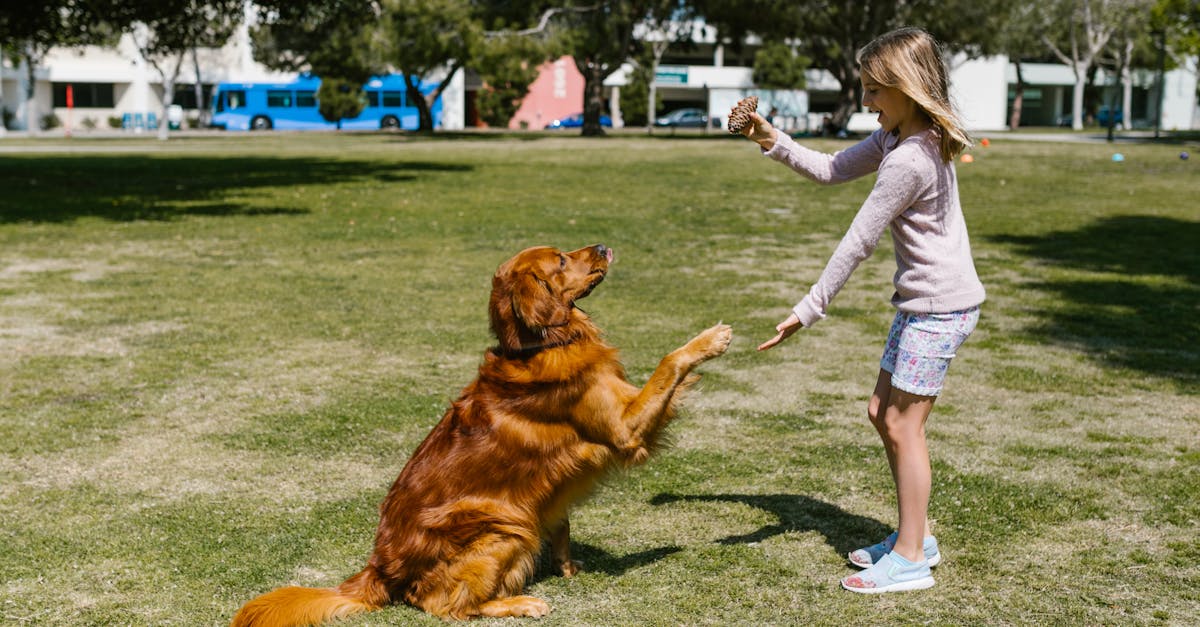 entdecken sie effektive tipps und techniken für das training ihres haustiers. verbessern sie das verhalten und die bindung zu ihrem vierbeinigen freund mit unseren praktischen trainingsressourcen.