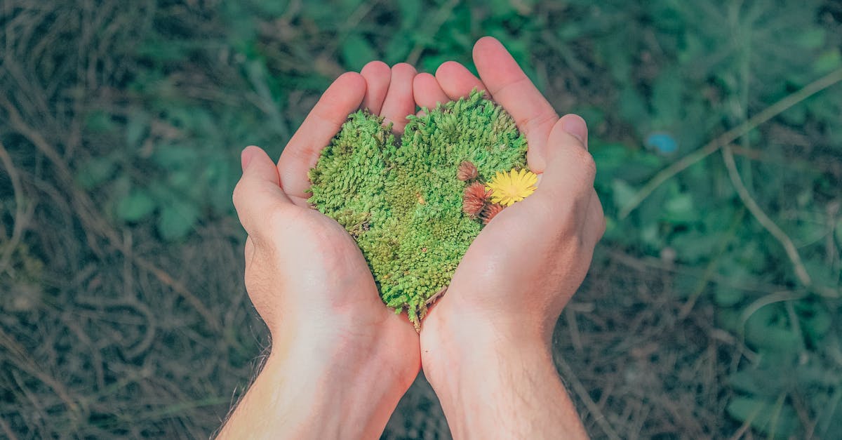 entdecken sie die neuesten trends und praktiken zur nachhaltigkeit. erfahren sie, wie nachhaltigkeit in verschiedenen lebensbereichen umgesetzt werden kann, um die umwelt zu schützen und eine bessere zukunft zu gestalten.