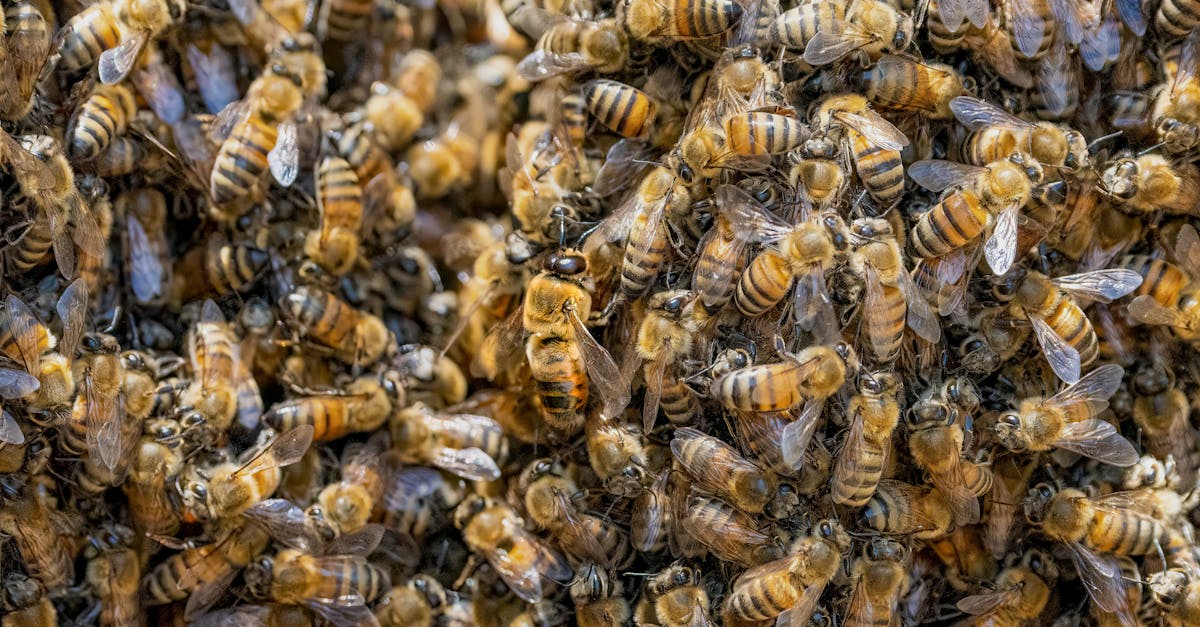 entdecken sie die prinzipien der selbstorganisation und wie sie ihnen helfen können, ihre ziele effizienter zu erreichen. erfahren sie, wie sie ihre zeit und ressourcen optimal nutzen können, um mehr selbstständigkeit und erfolg in ihrem leben zu gewinnen.