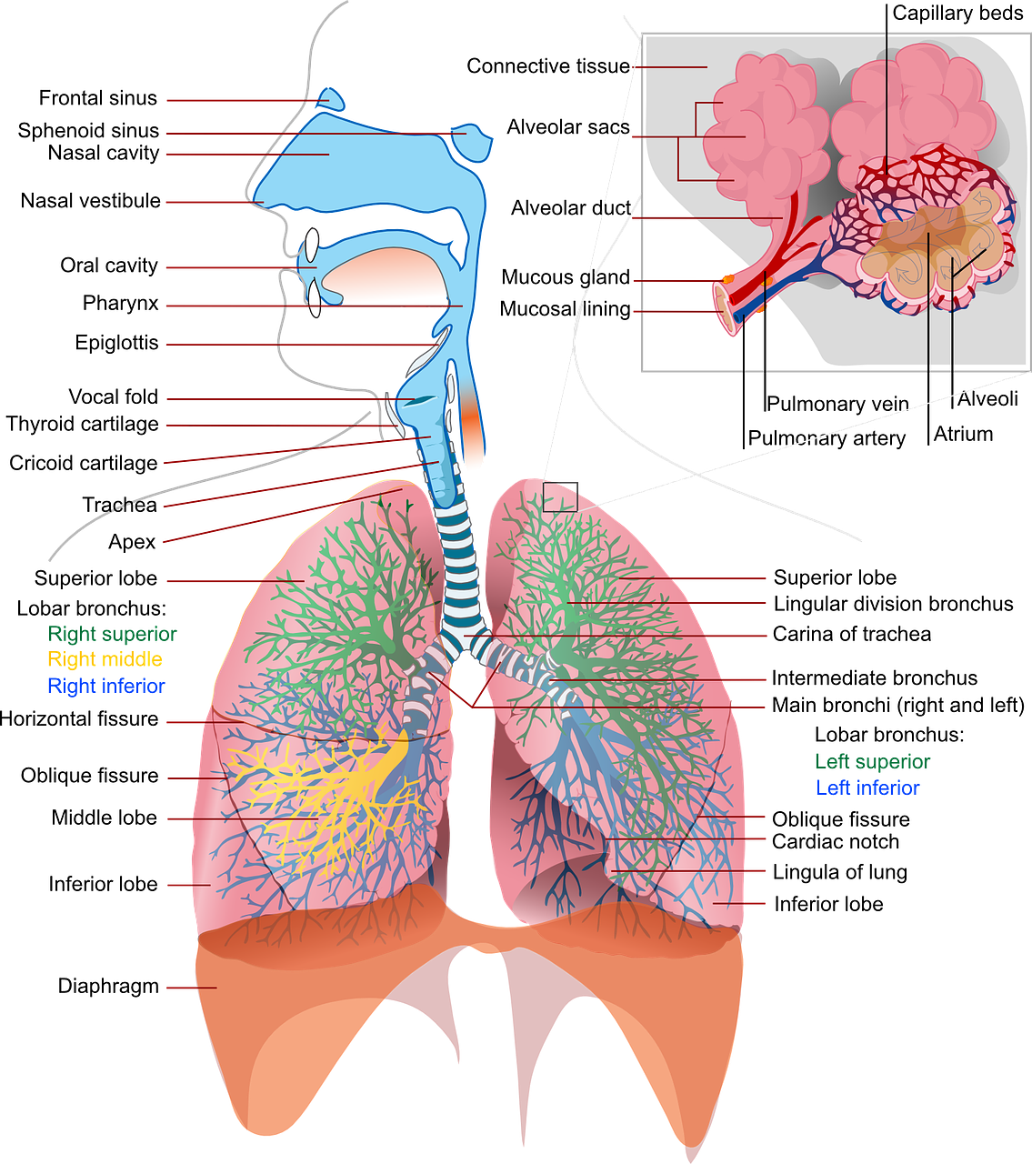 entdecken sie die vorteile der inhalation für ihre atemwege. erfahren sie, wie diese methode bei der linderung von atemwegserkrankungen helfen kann und optimal zur verbesserung ihrer gesundheit beiträgt.