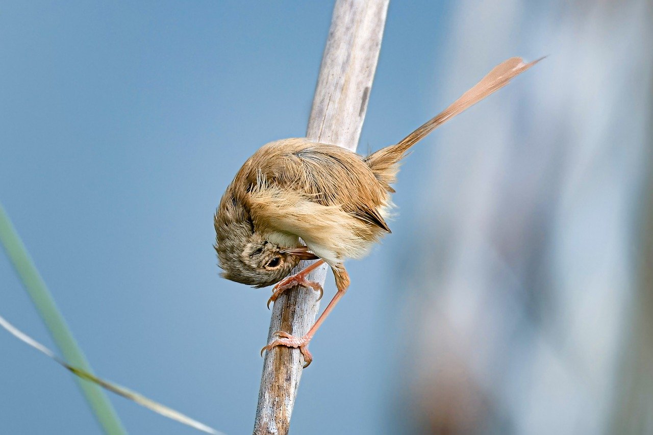 Wildlife-Safaris: Natur hautnah erleben