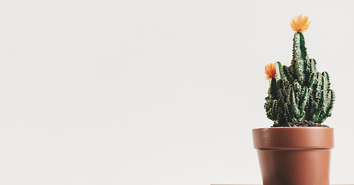 Minimalismus: Ein Weg zu mehr Klarheit im Leben