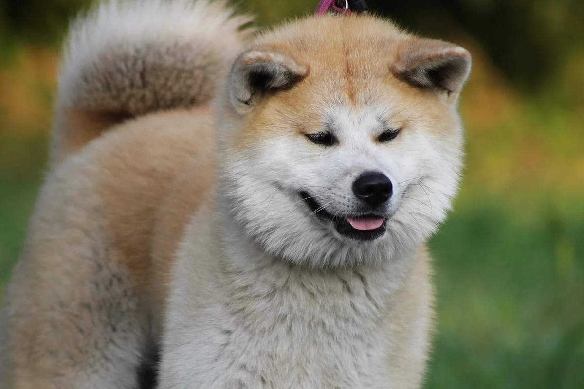 Akita Inu oder American Akita: der Unterschied, den kaum jemand erklärt