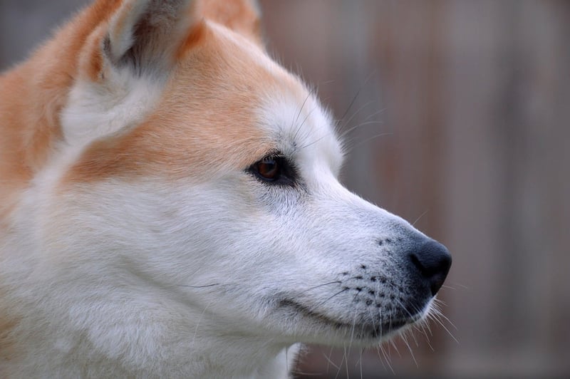 Akita Inu: Wesen, Haltung und Pflege des japanischen Nationalhundes