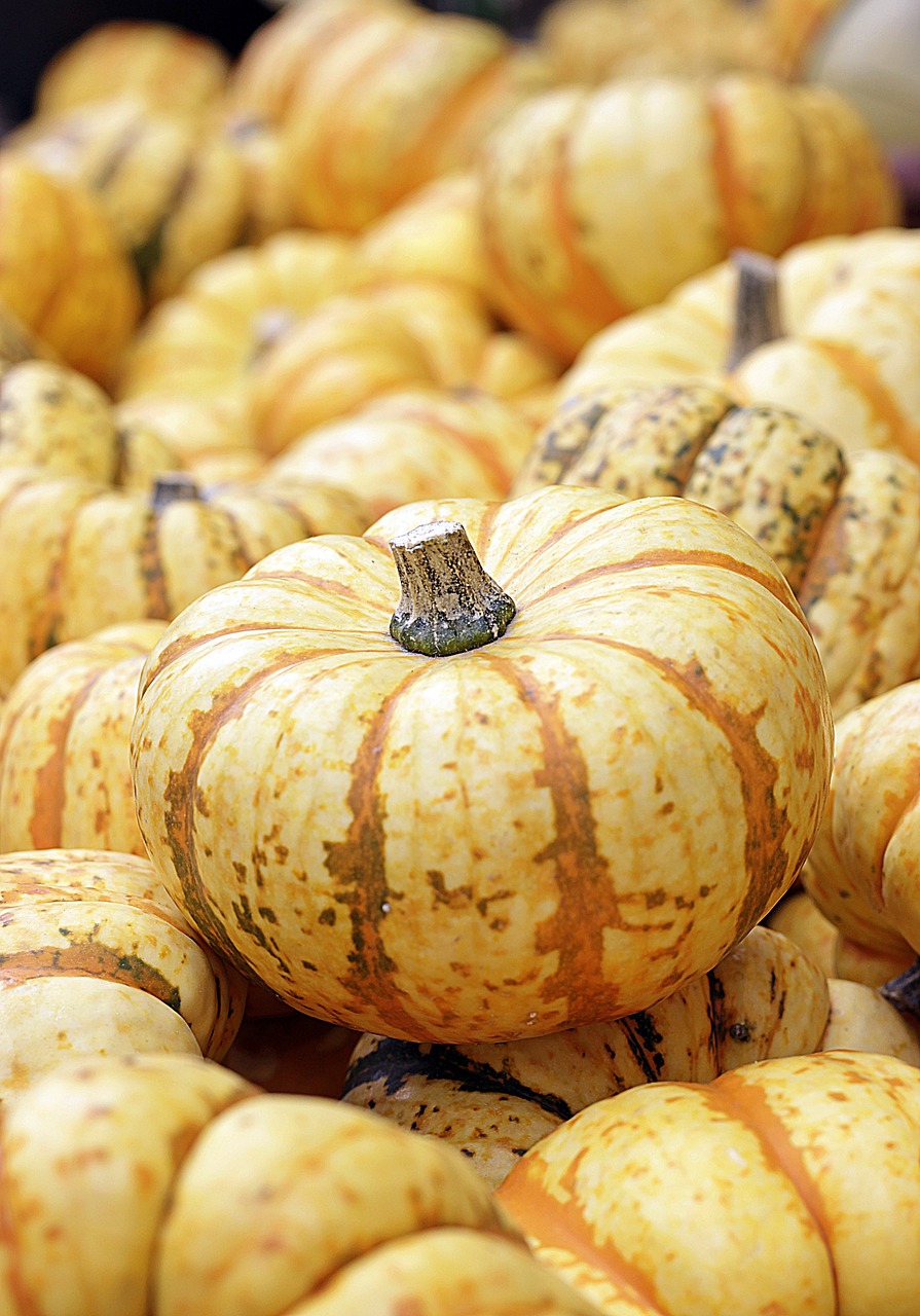 Kürbisfestival 2023: Zweite Auflage der bunten Herbstausstellung vom 10. September bis 31. Oktober in der Gartenschau Bad Lippspringe