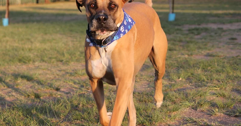 Ist der Bullmastiff gefährlich?