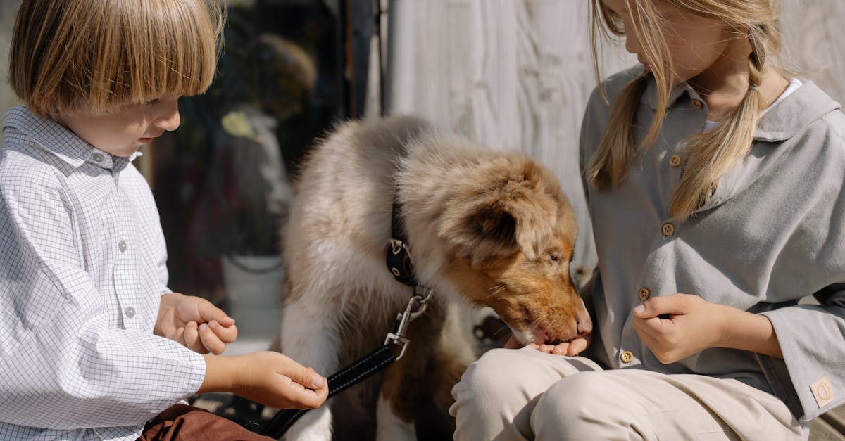 Tiertrainer: Tipps für eine erfolgreiche Ausbildung von Haustieren