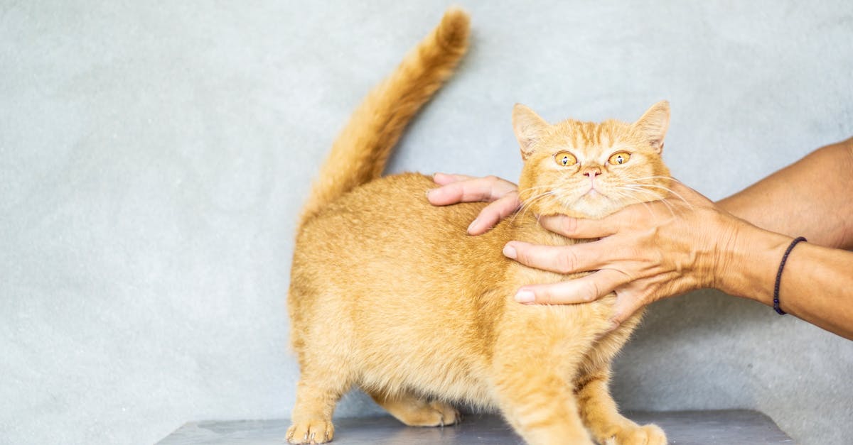 Katzenpflege: Wichtige Tipps für ein glückliches und gesundes Leben