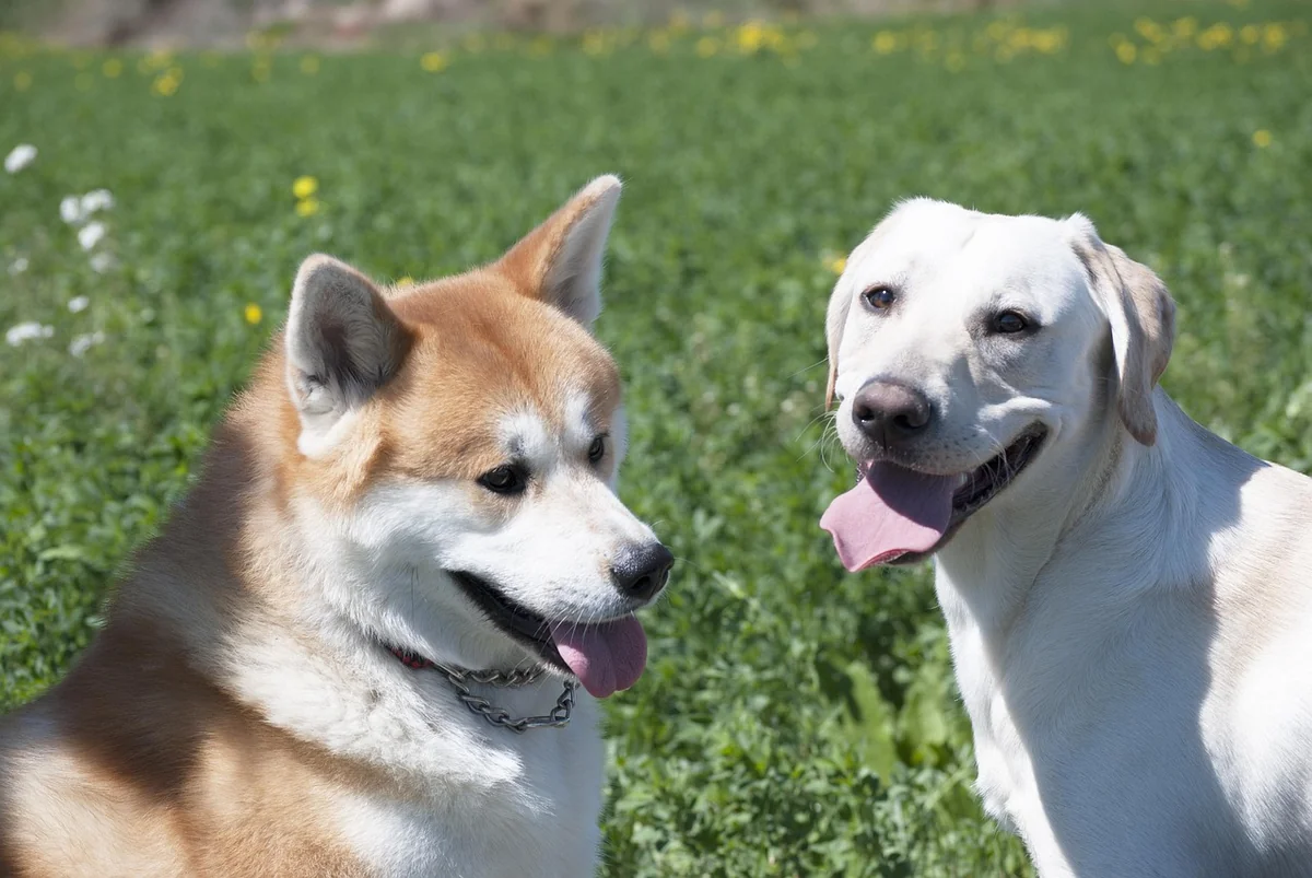 Akita Inu Welpen: die ersten zwei Jahre