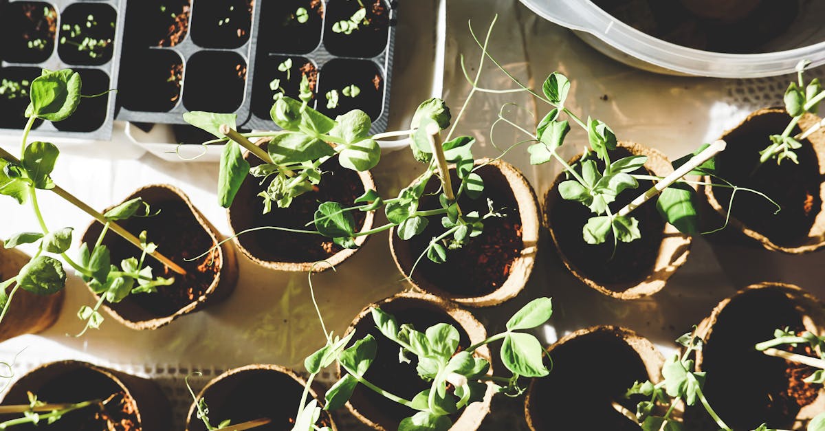 Tipps für erfolgreiche Gartenarbeit im Frühling