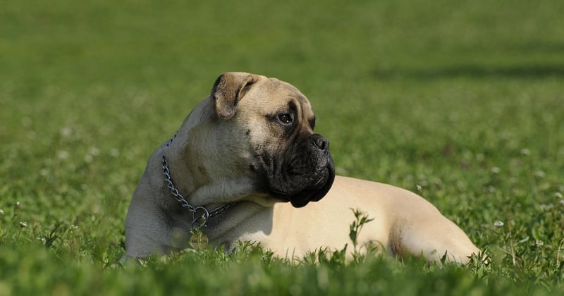 Bullmastiff: Der sanfte Riese unter den Wachhunden