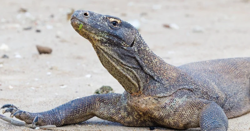 Komodo-Karte: Wie Sie sich das Gebiet vorstellen müssen