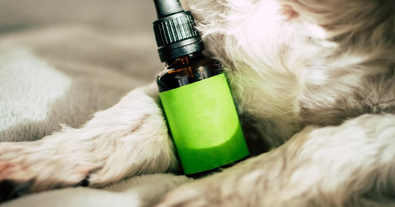 CBD Öl für Hunde: Wirkung, Dosierung und Anwendung einfach erklärt
