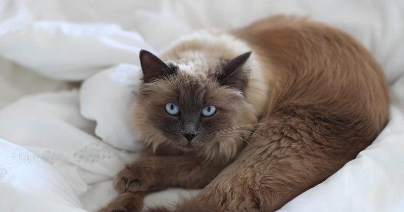 Katze im Winter draußen: So schützt du sie vor Kälte und Gefahren