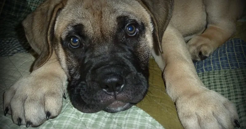Bullmastiff Welpen kaufen: worauf es wirklich ankommt