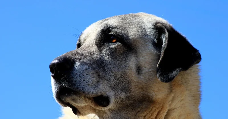 Kangal Charakter und Wesen: Ein Bewacher, kein Kuscheltier