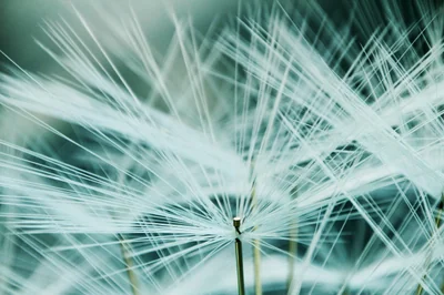 fibres