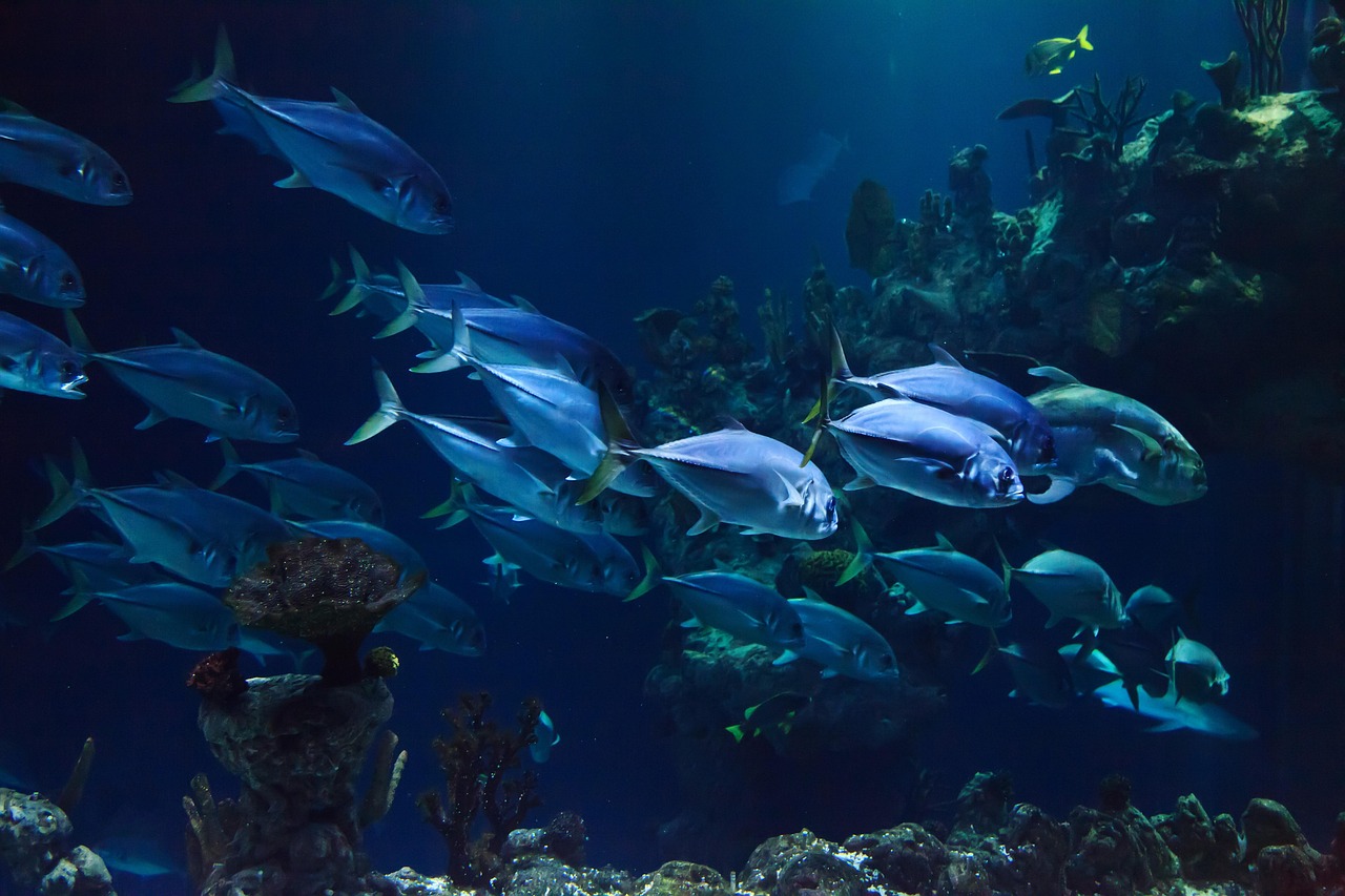 Die rolle von fisch in der gesunden ernährung