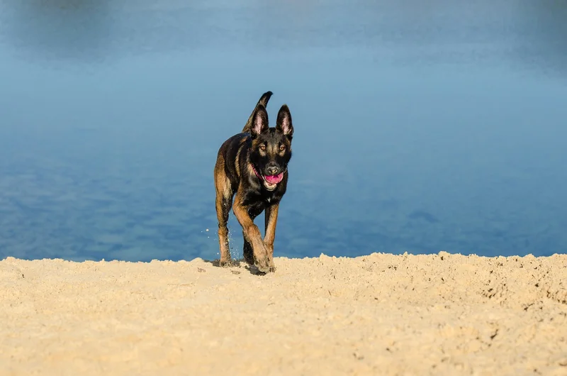 Was kostet ein Belgischer Malinois wirklich? (Die Wahrheit)