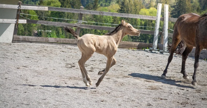 Mit oder ohne Pony — und was wirklich jünger macht