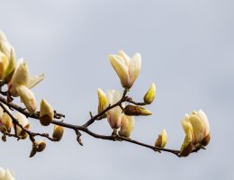 entdecken sie die wichtigsten umweltfaktoren, die unsere erde beeinflussen. erfahren sie mehr über klimawandel, luftverschmutzung und deren auswirkungen auf die natur und unsere gesundheit.