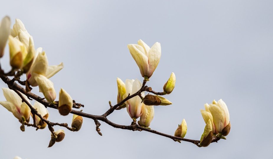 entdecken sie die wichtigsten umweltfaktoren, die unsere erde beeinflussen. erfahren sie mehr über klimawandel, luftverschmutzung und deren auswirkungen auf die natur und unsere gesundheit.