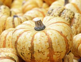 erleben sie das spektakuläre pumpkin festival, wo riesige kürbisse, spannende aktivitäten und köstliche saisonale delikatessen auf sie warten. genießen sie ein unvergessliches fest für die ganze familie!