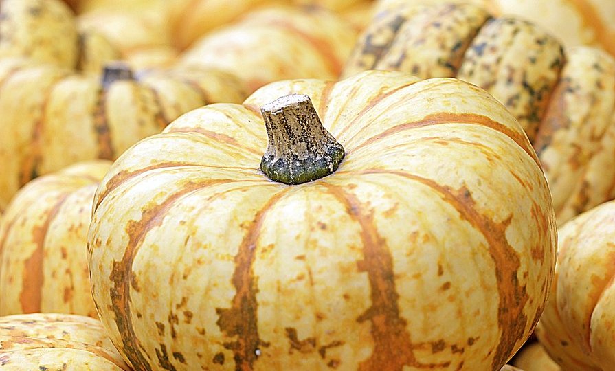 erleben sie das spektakuläre pumpkin festival, wo riesige kürbisse, spannende aktivitäten und köstliche saisonale delikatessen auf sie warten. genießen sie ein unvergessliches fest für die ganze familie!