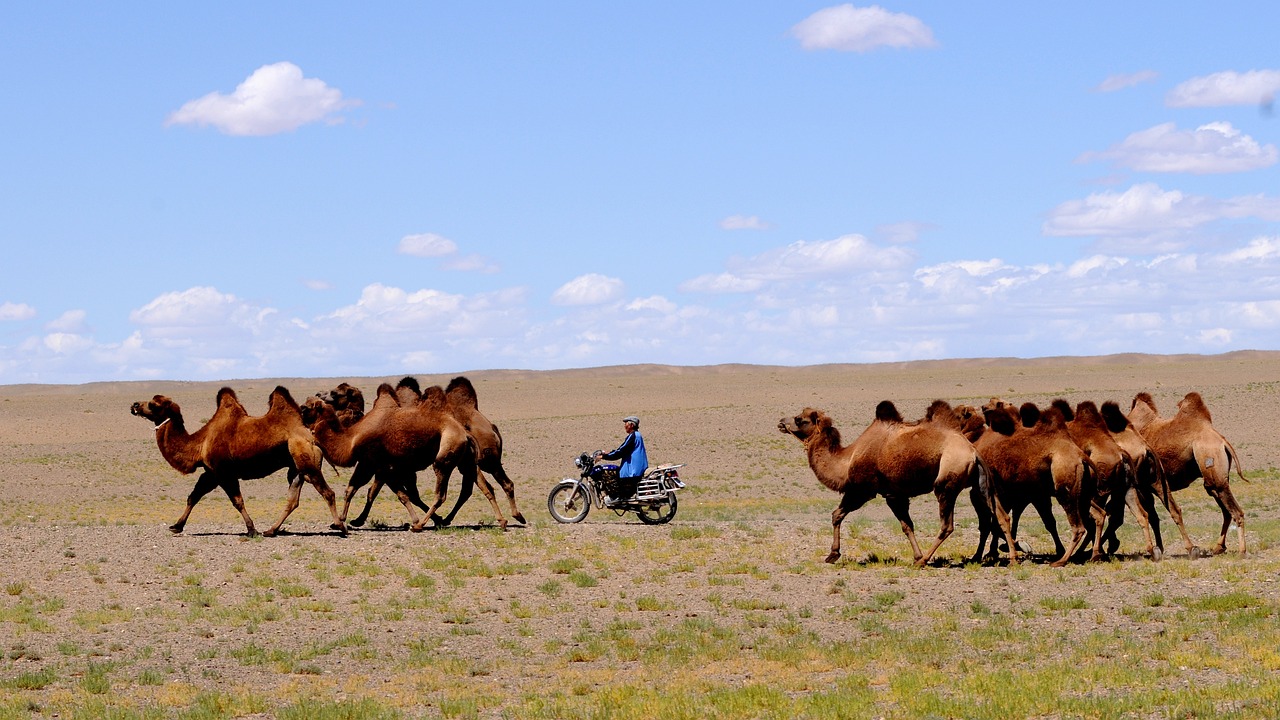 entdecken sie die welt der senior nomads – eine inspirierende gemeinschaft von reisenden senioren, die neue abenteuer suchen und das digitale nomadenleben genießen. erfahren sie, wie sie ihre reisen planen und verbinden sie sich mit gleichgesinnten.