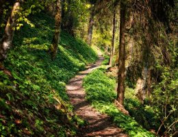 entdecken sie atemberaubende wanderwege inmitten der natur. erleben sie unvergessliche abenteuer und genießen sie die schönheit der landschaft auf unseren bestens markierten trails. ideal für alle schwierigkeitsgrade!