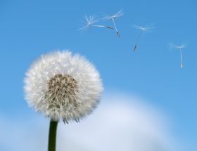 erfahren sie alles über allergien, von den häufigsten allergenen bis hin zu wirksamen behandlungsmethoden. schützen sie ihre gesundheit und verbessern sie ihre lebensqualität.