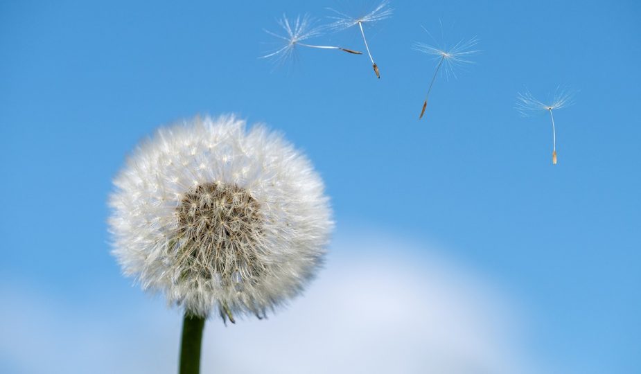 erfahren sie alles über allergien, von den häufigsten allergenen bis hin zu wirksamen behandlungsmethoden. schützen sie ihre gesundheit und verbessern sie ihre lebensqualität.