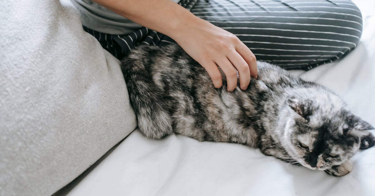 erfahren sie, wie sie die bedürfnisse ihrer katze erfüllen können. tipps zur ernährung, pflege und gesundheitsüberwachung für ein glückliches und gesundes leben ihrer katze.