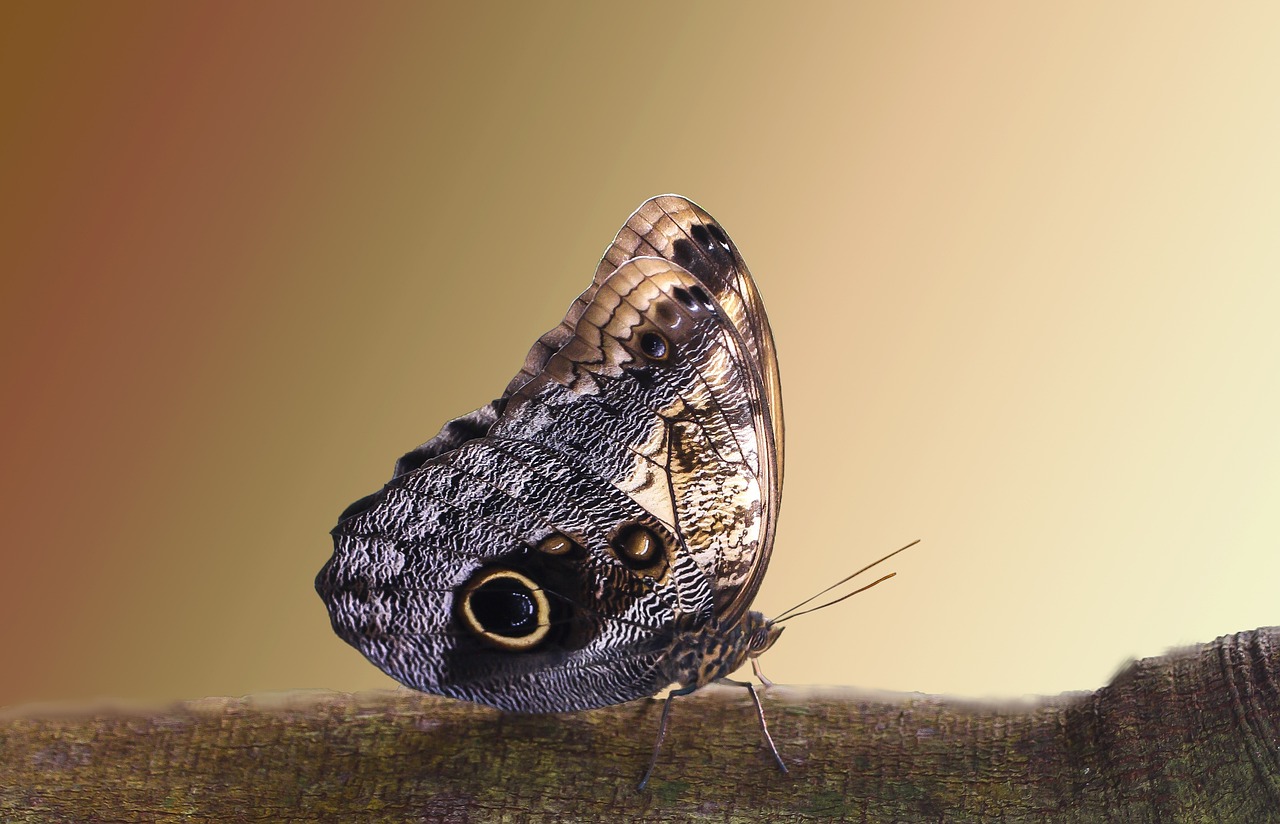 entdecken sie die faszinierende welt der fotografie. von atemberaubenden landschaften bis hin zu lebendigen porträts – lernen sie techniken, tipps und inspirationen, um ihre fotografischen fähigkeiten zu verbessern.