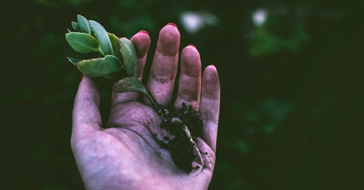 entdecken sie die welt des gärtnerns! tipps und tricks für ihren garten, von der pflanzenpflege bis zur landschaftsgestaltung. perfekt für anfänger und erfahrene gärtner.