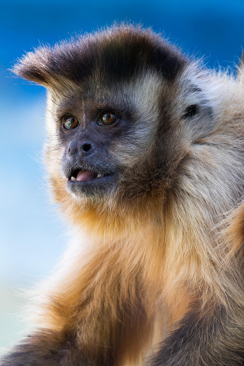 entdecken sie die faszinierende tierwelt mit unseren artikeln über wildtiere. erfahren sie mehr über arten, lebensräume und den schutz der natur in der wildnis.