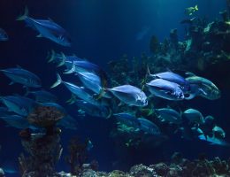 entdecken sie die vielfalt der fische – von köstlichen speisefischen bis zu farbenfrohen aquarienbewohnern. erfahren sie mehr über fischarten, ihre lebensräume und zubereitungstipps für ein perfektes mahl!