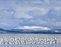 erfahren sie alles über migration: die hintergründe, herausforderungen und chancen, die mit dem wechsel von menschen zwischen ländern und kulturen verbunden sind. entdecken sie die neuesten trends, statistiken und persönliche geschichten, die das thema lebendig machen.
