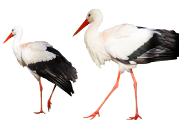 erleben sie die faszinierende welt der störche. entdecken sie ihre lebensräume, brutgewohnheiten und die bedeutung dieser majestätischen vögel in der natur. erfahren sie interessante fakten und schützen sie diese bemerkenswerten tiere.