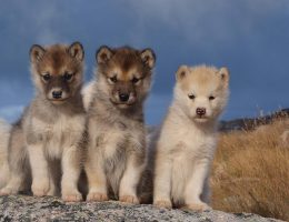 entdecken sie die atemberaubende schönheit grönlands: unberührte natur, majestätische gletscher und faszinierende kultur. erleben sie abenteuer in einer der beeindruckendsten regionen der welt!
