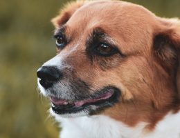 entdecken sie die besten tipps und produkte für die pflege ihrer haustiere. von ernährung über gesundheit bis hin zu spielzeug – alles, was sie brauchen, um ihr tier glücklich und gesund zu halten!