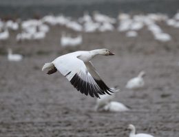 erfahren sie mehr über migration, ihre ursachen, auswirkungen und die herausforderungen, die migranten in neuen ländern gegenüberstehen. entdecken sie die verschiedenen perspektiven und die bedeutung von integration in einer globalisierten welt.