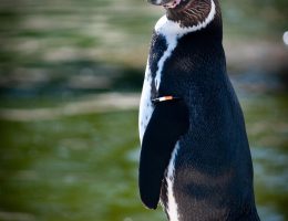 entdecken sie das erbe von humboldt, einem der bedeutendsten naturforscher und gelehrten des 19. jahrhunderts, der die grundlagen für die moderne wissenschaft und die erforschung der erde gelegt hat.