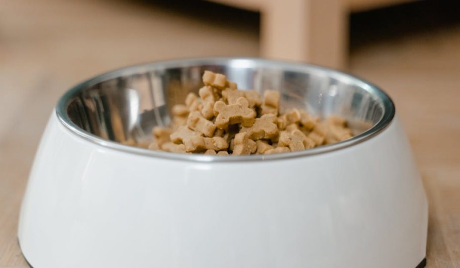 erfahren sie alles über die gesundheit ihres haustiers. tipps zur pflege, ernährung und vorbeugung von krankheiten für ein glückliches und aktives leben ihrer vierbeinigen freunde.