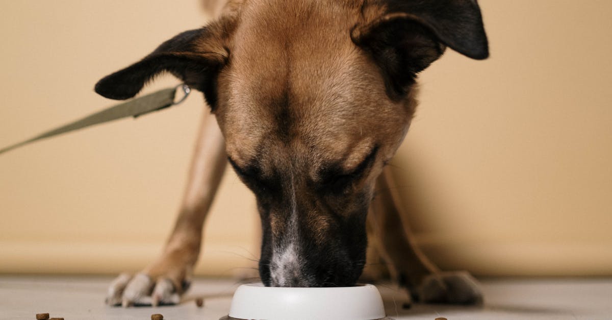 entdecken sie wichtige tipps und ratschläge zur gesundheit ihrer haustiere. erfahren sie, wie sie das wohlbefinden ihrer tiere fördern können, von der ernährung bis zur prävention von krankheiten.