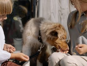 entdecken sie effektive methoden zur haustierausbildung! verbessern sie das verhalten ihres haustiers mit unseren praktischen tipps und ratschlägen, um eine harmonische beziehung aufzubauen.